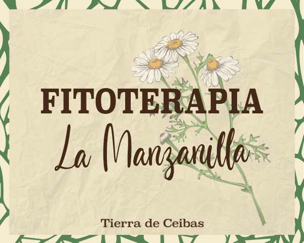 Fitoterapia: Manzanilla - Tierra de Ceibas