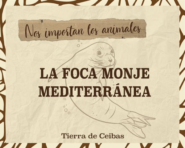 Nos importan los animales: Foca Monja Mediterránea - Tierra de Ceibas