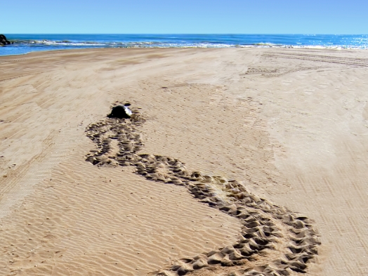 Proyecto Alerta Tortuga. ©Xaloc - Asociación para el estudio y conservación del mar - Tortugas Marinas