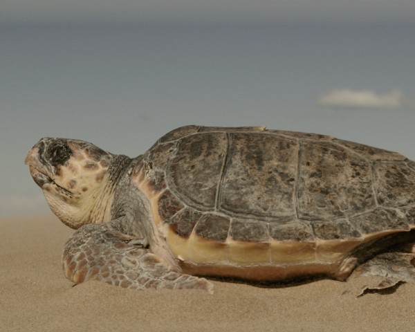 Tortuga Marina ©Xaloc - Asociación para el estudio y conservación del mar